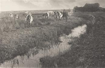 PETER HENRY EMERSON (1856-1936) Cattle on the Marshes * On the River Bure, from Life and Landscape on the Norfolk Broads.                        